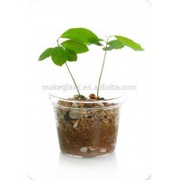 glass flower pot, glass plant pot garden pots